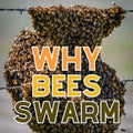 Unravelling the Mystery of Why Bees Swarm