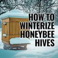 A Comprehensive Guide to Winterize Your Honeybee Hives