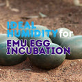 Ideal Humidity for Incubating Emu Eggs