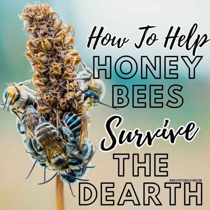 How To Help Honeybees Survive The Dearth Period Gypsy Shoals Farm