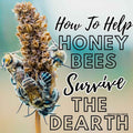 How To Help Honeybees Survive The Dearth Period