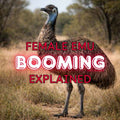 Female Emu Booming Explained