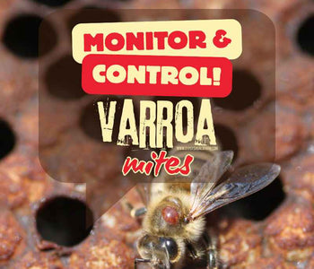 How To Monitor And Control Varroa Mite Infestations