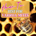 How to Test Your Honeybees for Varroa Mites