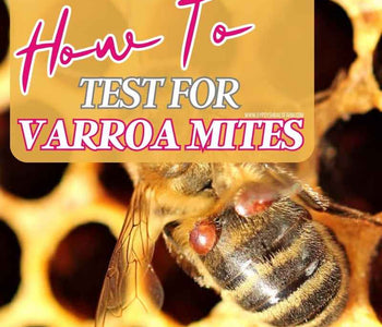 How to Test Your Honeybees for Varroa Mites
