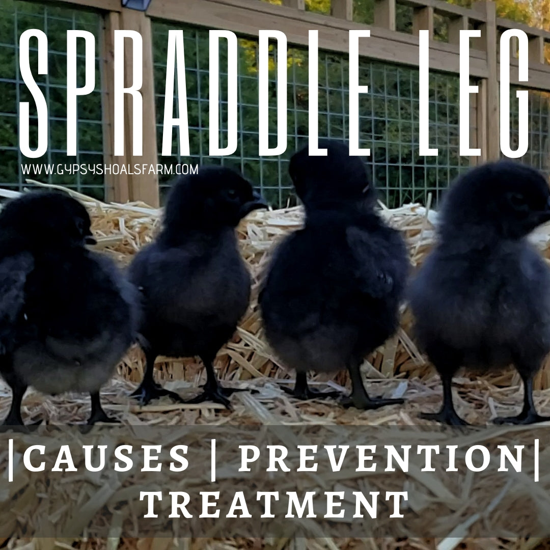 Spraddle Leg Causes, Prevention & Treatment Gypsy Shoals Farm