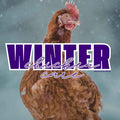 Winter Chicken Care