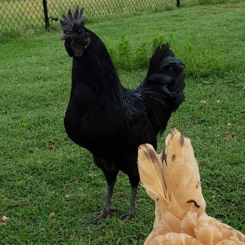 Ayam Cemanis For Sale USA Chicks Hatching Eggs Gypsy Shoals Farm