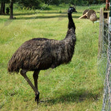 adult emus live to be 30 years old