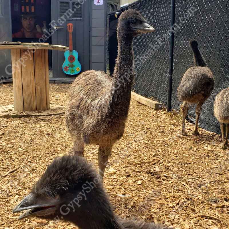 Emu For Sale Near Me Buying Guide Emu For Sale Near Me Buying Guide