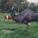emus make excellent predator protection for livestock