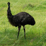 female emus begin laying eggs 18 to 24 months of age
