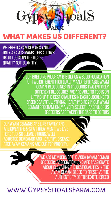 gypsy shoals farm ayam cemani breeder what makes us different standard of excellence infogram