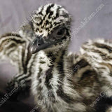 gypsy shoals farm dna sexed emu chicks for sale