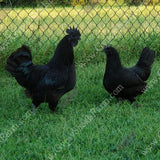 GYPSY SHOALS FARM ayam cemani hatchery breeding pairs adult show quality hens and roosters