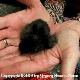 ayam cemani baby chicks for sale us breeder gypsy shoals farm copyright 2019