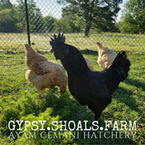 ayam cemani chickens for sale show quality breeding stock