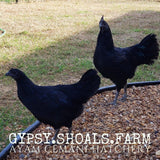 ayam cemani show quality breeding pairs trios for sale