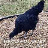 ayam cemani show quality breeding pairs trios hens roosters