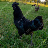 gypsy shoals farm ayam cemanis roosters alabama hatchery breeder copyright 2019