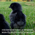 ayam cemani chicks for sale gypsy shoals farm alabama