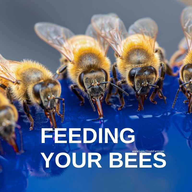 The Importance of Spring Feeding Honeybee Hives – Gypsy Shoals Farm