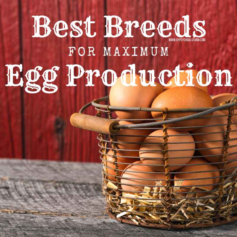 Ten Best Backyard Chicken Breeds for Maximum Egg Production Gypsy