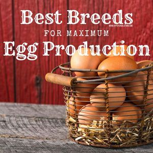 Ten Best Backyard Chicken Breeds for Maximum Egg Production