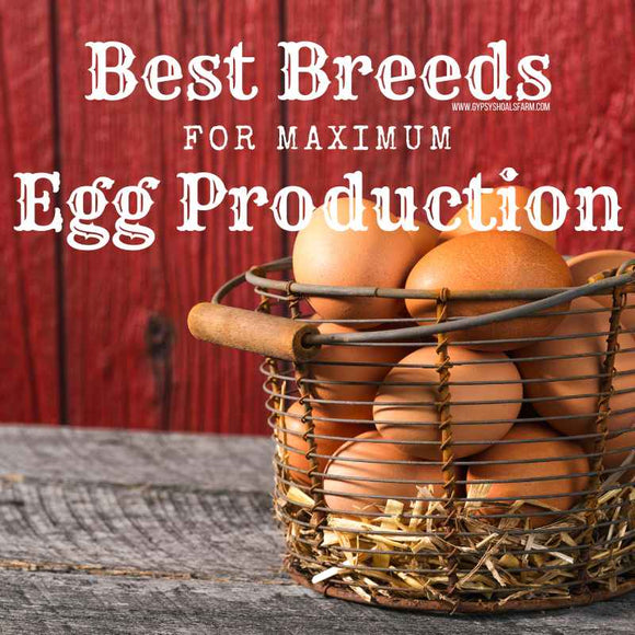 ten-best-chicken-breeds-for-max-egg-production