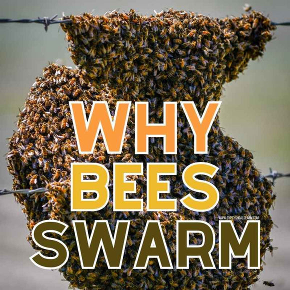 why-bees-swarm-honeybees-education