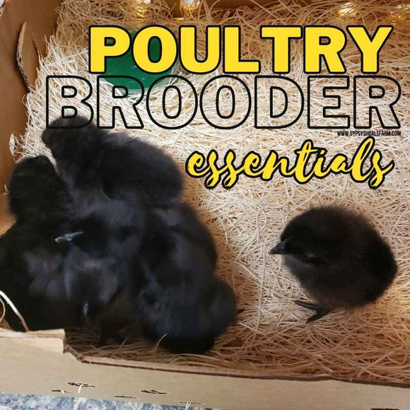ayam-cemani-chicks-brooder-essentials