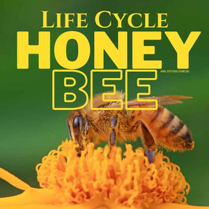 The Life Cycle of a Honeybee