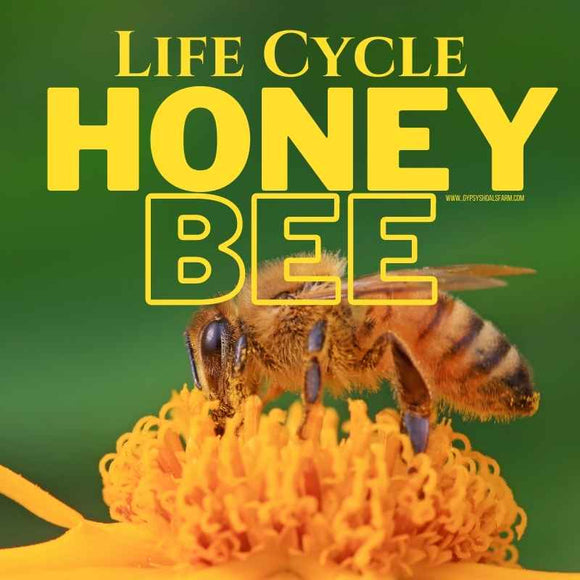 life-cycle-of-a-honeybee