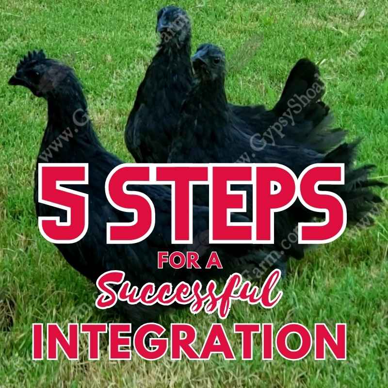 Five Steps For a Succesful Integration of New Chickens to Your Flock