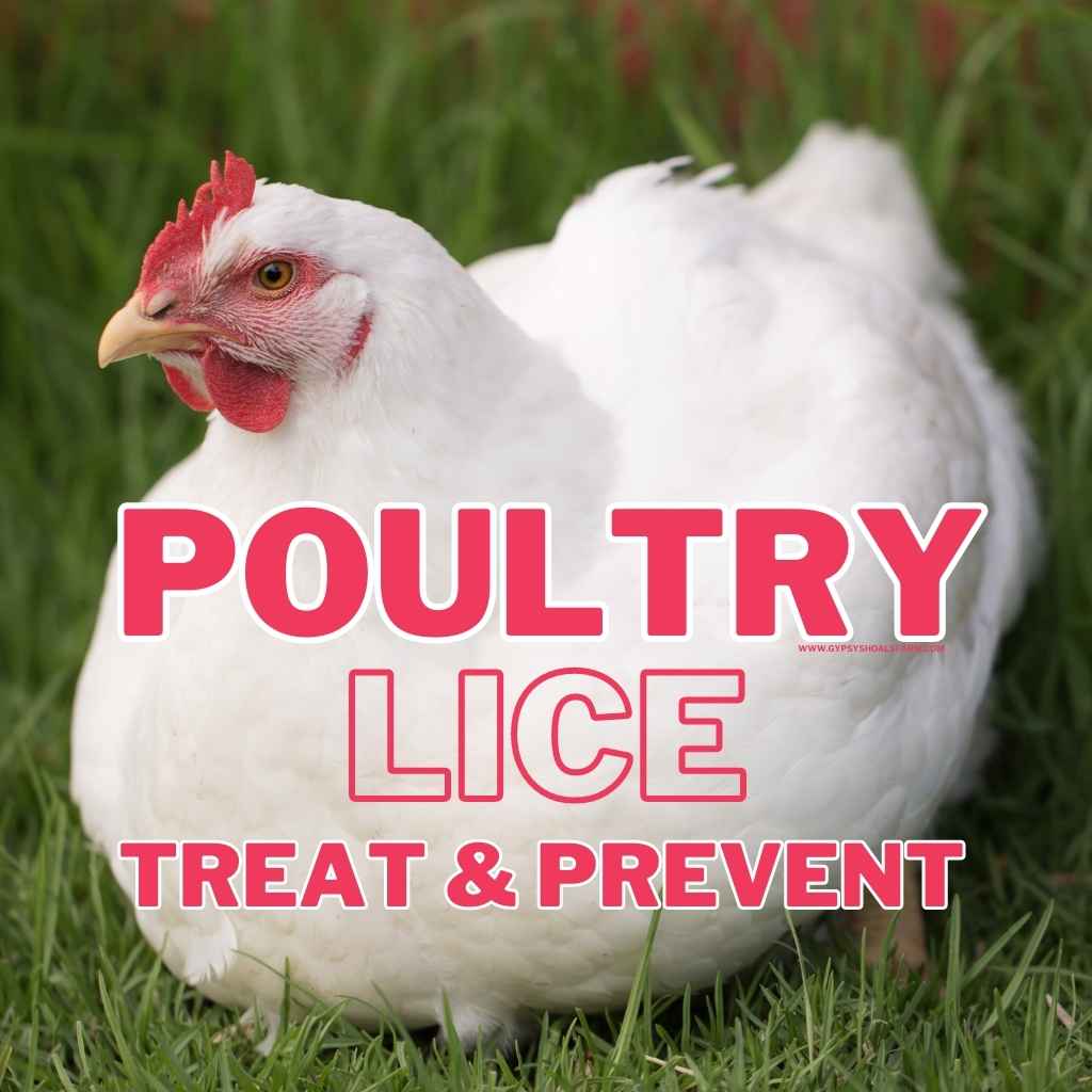 Poultry Lice Treatment and Prevention of Infestations – Gypsy Shoals Farm