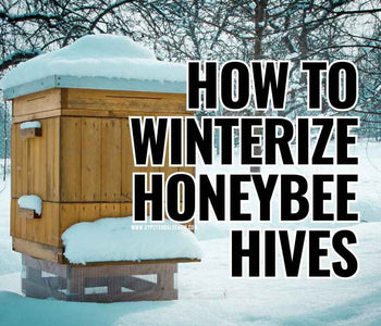A Comprehensive Guide to Winterize Your Honeybee Hives