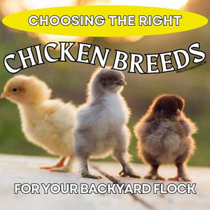 How To Choose the Right Chickens for Your Backyard Flock