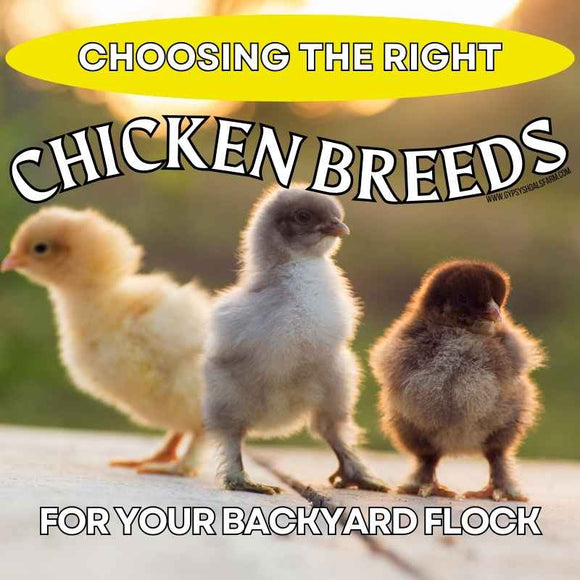 how-to-choose-the-best-chicken-breeds-for-your-flock