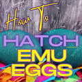 How To Incubate and Hatch Emu Eggs