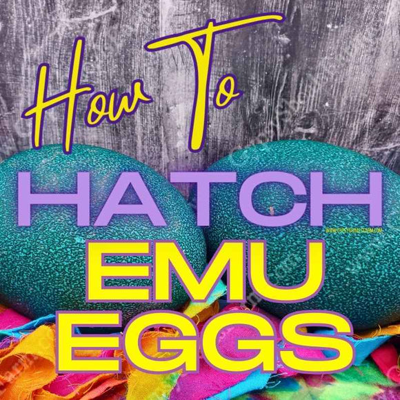 how_to_hatch_emus_incubate_eggs