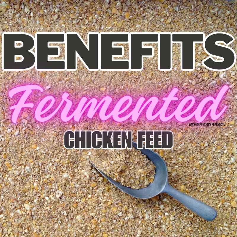 Unlocking the Benefits of Fermented Chicken Feed