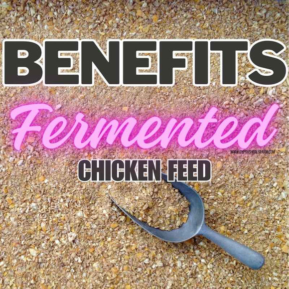 fermented_feed_benefits_chickens
