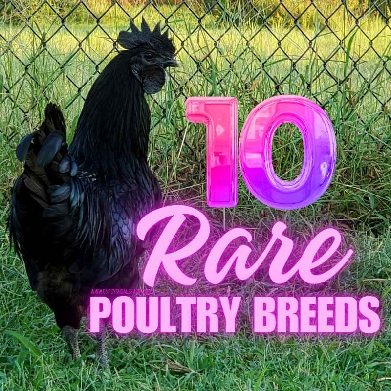 Ten Rare Poultry Breeds for Your Backyard Flock