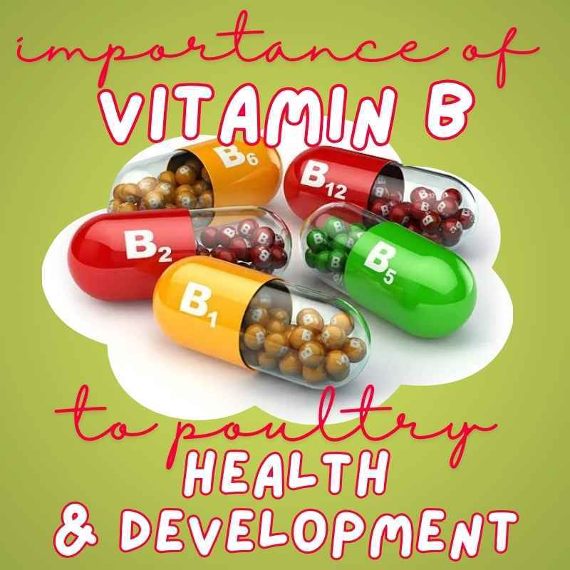 Importance of Vitamin B to Poultry Health and Development