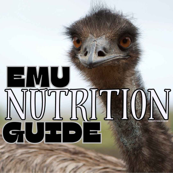 Emu Nutrition Guide for All Life Stages