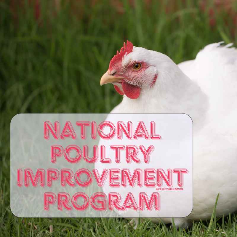 National Poultry Improvement Program: Safeguarding Poultry Health &amp; Biosecurity