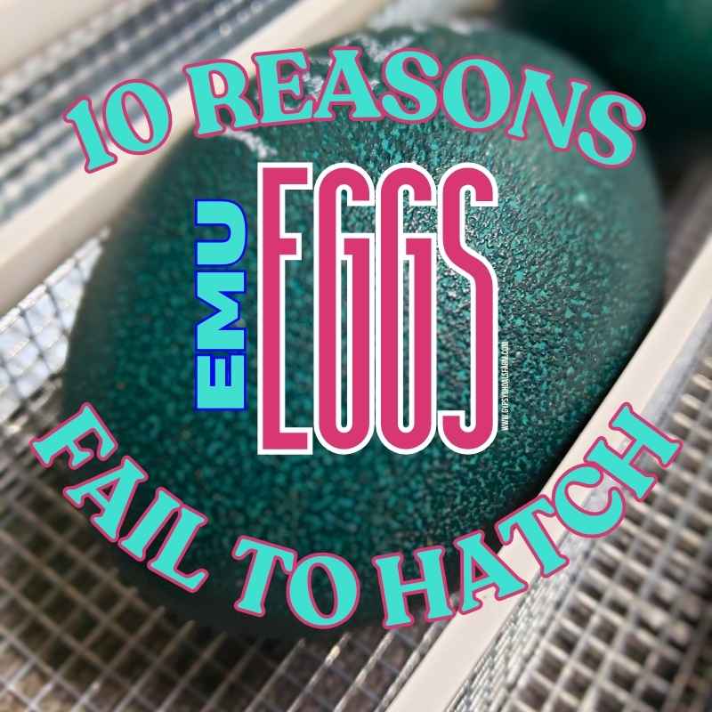 Ten Reasons Emu Eggs Fail To Hatch