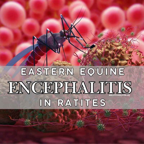 eastern_equine_encephalitis_ratites_emus_prevention