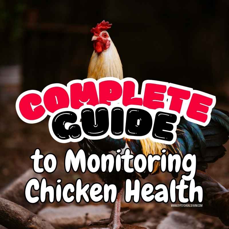 Complete Guide to Monitoring Chicken Health at Home – Gypsy Shoals Farm