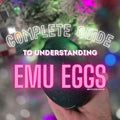 Complete Guide To Understanding Emu Eggs
